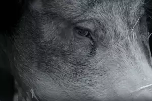 Кадр из трейлера к фильму «Гунда» &copy;&nbsp;Скриншот видео с Rutube-канала &laquo;CINEMA&raquo;