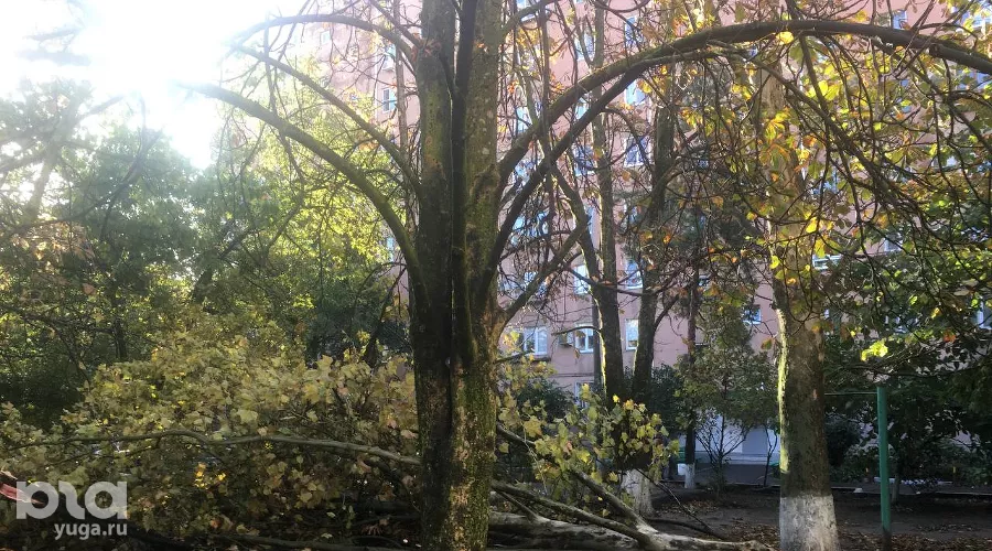 В Краснодаре ветер повалил деревья &copy;&nbsp;фото очевидца