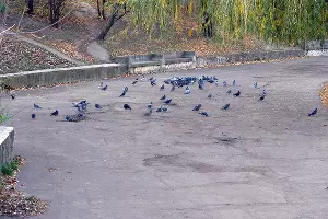 Покровское озеро, ноябрь 2008 года &copy;&nbsp;Фото Дмитрия Пославского, Юга.ру