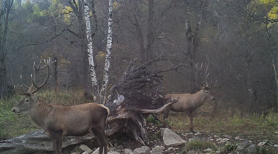  © Фото пресс-службы Кавказского биосферного заповедника