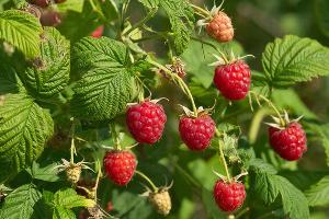 малина &copy;&nbsp;Изображение сгенерировано нейросетью Gigachat