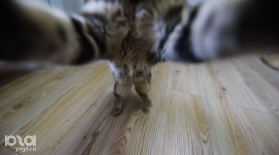  © Елена Синеок, ЮГА.ру