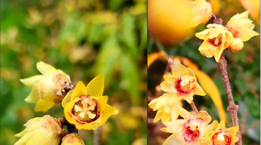  &copy;&nbsp;Коллаж из скриншотов фото из телеграм-канала &laquo;Дендропарк &laquo;Южные культуры&raquo;