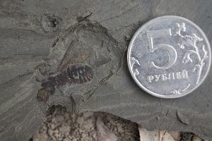 Отпечаток насекомого © Фото пресс-службы Палеонтологического института имени А.А. Борисяка РАН