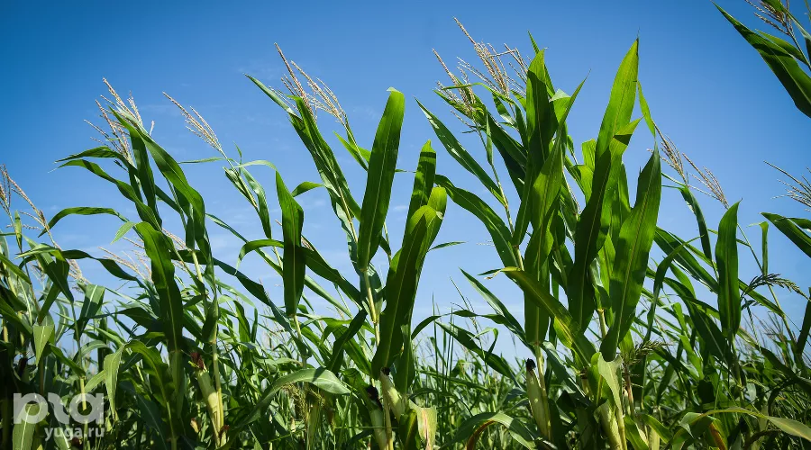  &copy;&nbsp;Фото Елены Синеок, Юга.ру