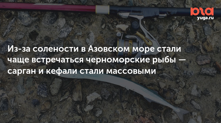 Из-за солености в Азовском море стали чаще встречаться черноморские рыбы — сарган и кефали стали массовыми