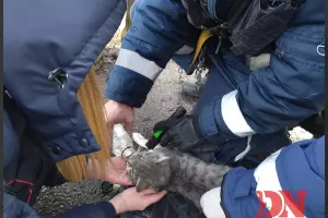  &copy;&nbsp;Скриншот из телеграм-канала &laquo;Donnews. Новости-на-Дону&raquo; https://t.me/donnewsru/20276?single