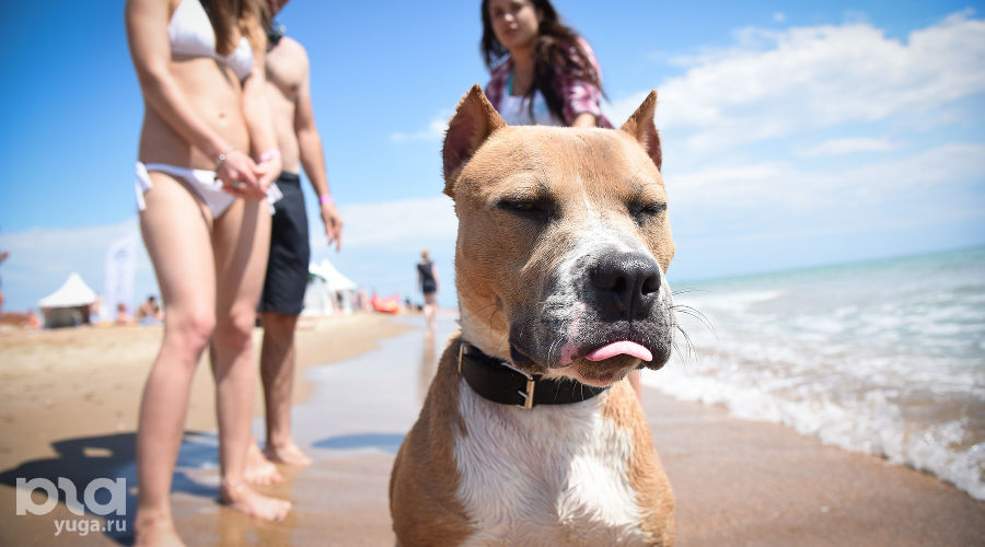  © Елена Синеок, ЮГА.ру