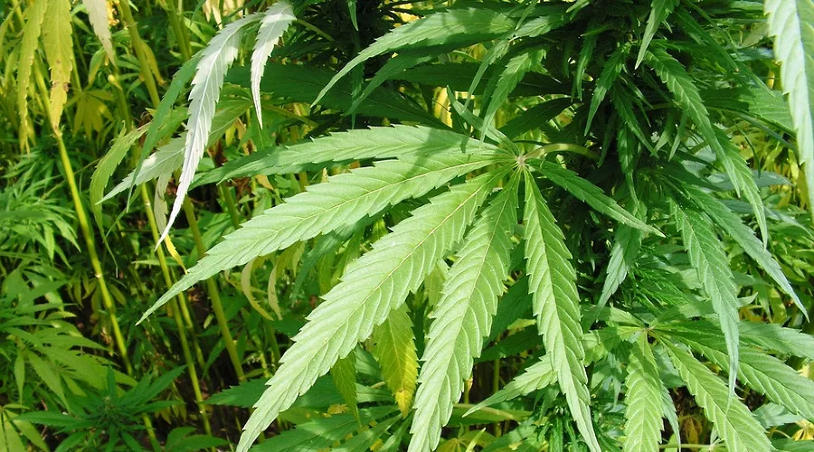  &copy;&nbsp;Фото с сайта pixabay.com