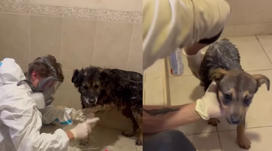  &copy;&nbsp;Скриншот фото из телеграм-канала &laquo;Добрый мир&raquo;