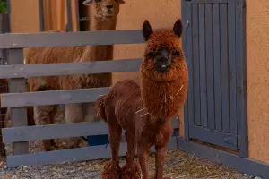  &copy;&nbsp;Фото пресс-службы курорта &laquo;Роза Хутор&raquo;