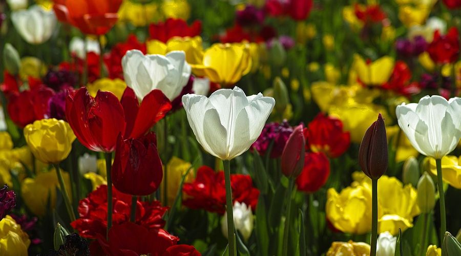  &copy;&nbsp;Фото с сайта pixabay.com