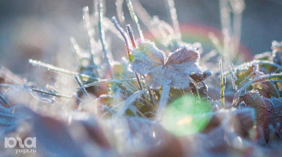  © Фото Елены Синеок, Юга.ру