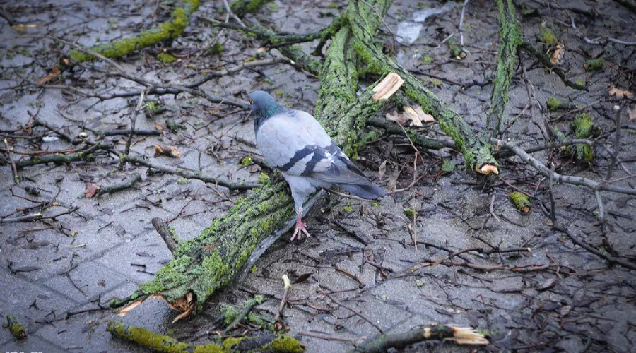 Ликвидация последствий ледяного дождя в Краснодаре &copy;&nbsp;Елена Синеок, ЮГА.ру