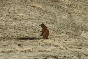  © Фото Юрия Спасовского, пресс-служба Кавказского биосферного заповедника