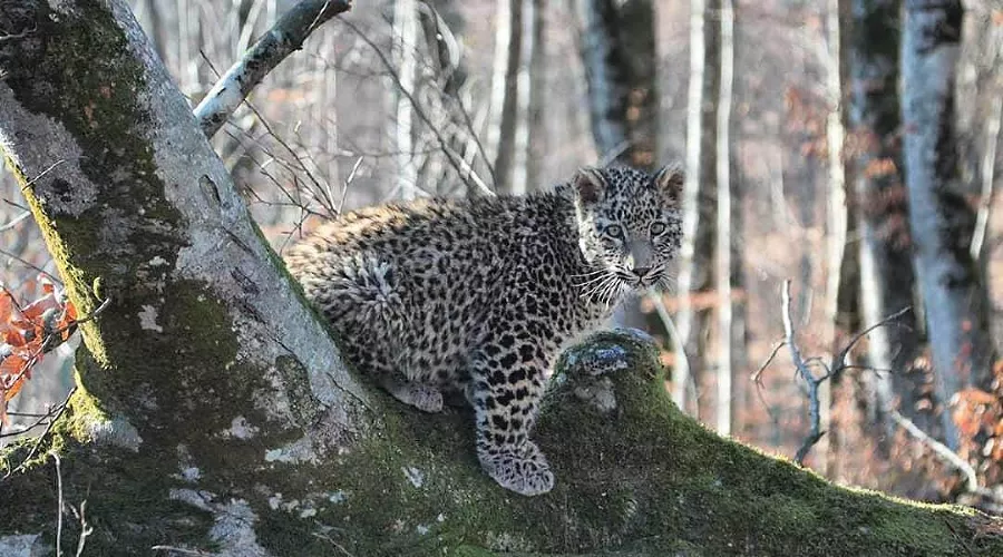  &copy;&nbsp;Фото пресс-службы Сочинского нацпарка