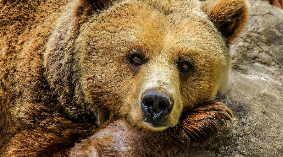  &copy;&nbsp;фото с сайта pixabay.com