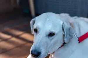  &copy;&nbsp;Фото Нины Мамадашвили