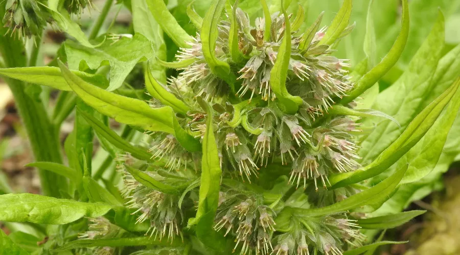  &copy;&nbsp;Фото пресс-службы Сочинского национального парка