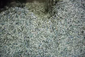 Утилизация банкнот &copy;&nbsp;Фото Елены Синеок, Юга.ру