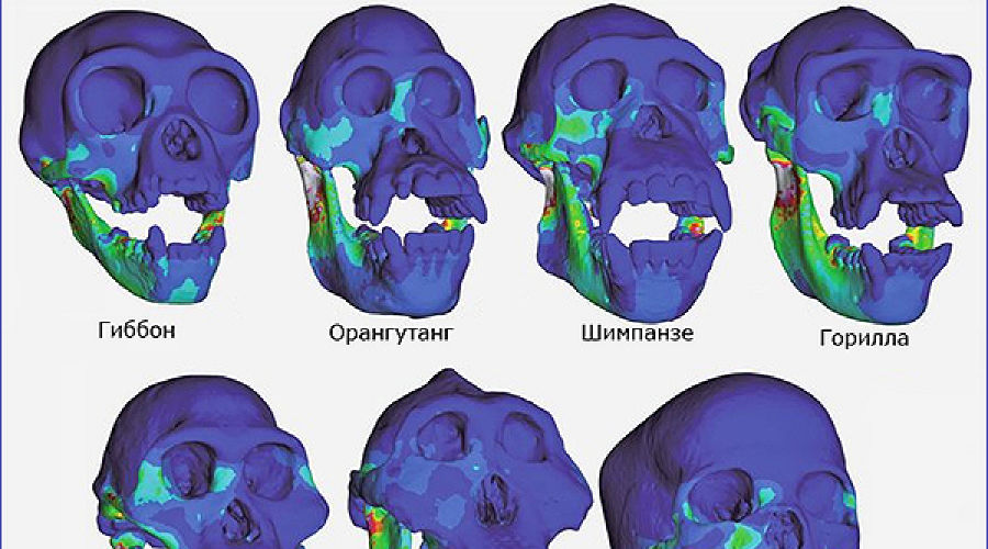 Как Выглядит Укус Человека Человеком Фото