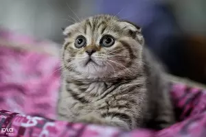 Выставка кошек в Краснодаре &copy;&nbsp;Елена Синеок, ЮГА.ру