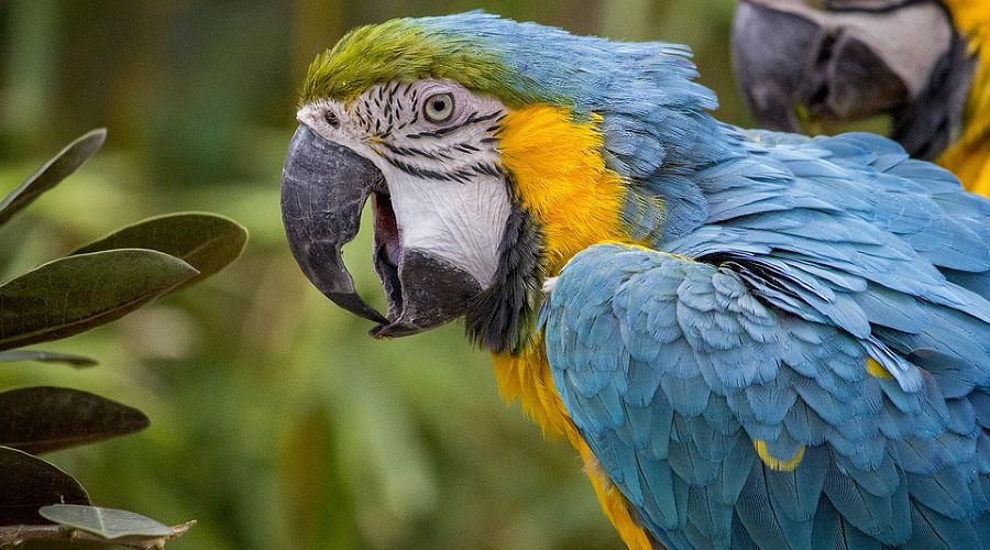 Попугаи ара © Фото с сайта pixabay.com