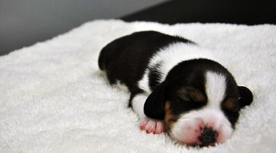 Китайские ученые вывели первую в мире генномодифицированную клонированную собаку © Фото с сайта SinoGene