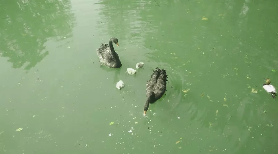 Австралийские черные лебеди &copy;&nbsp;Фото пресс-службы сочинского парка &laquo;Дендрарий&raquo;