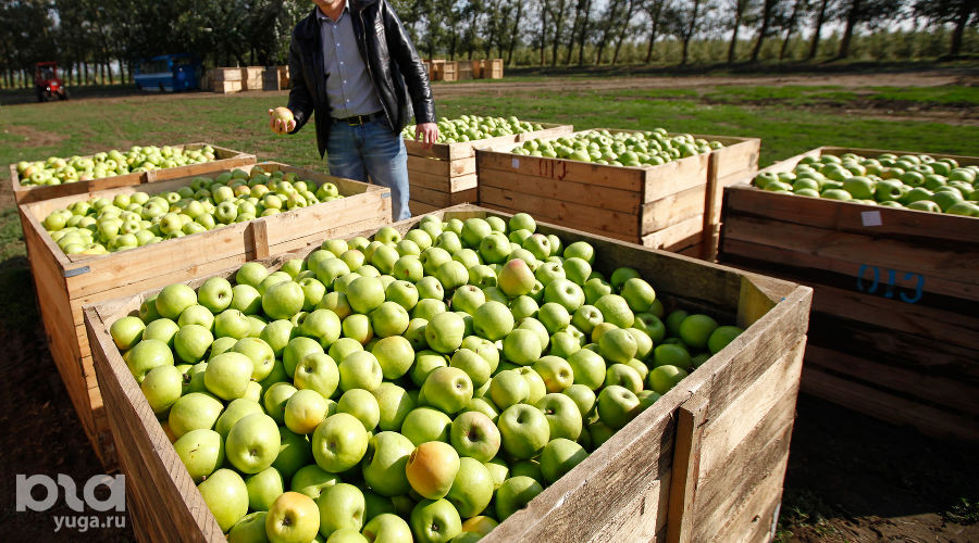 Сбор яблок в Краснодарском крае © Влад Александров, ЮГА.ру