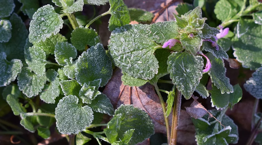 Иней, заморозки &copy;&nbsp;Фото с сайта pixabay.com