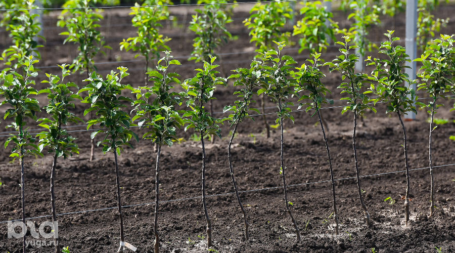  © Фото Елены Синеок, Юга.ру