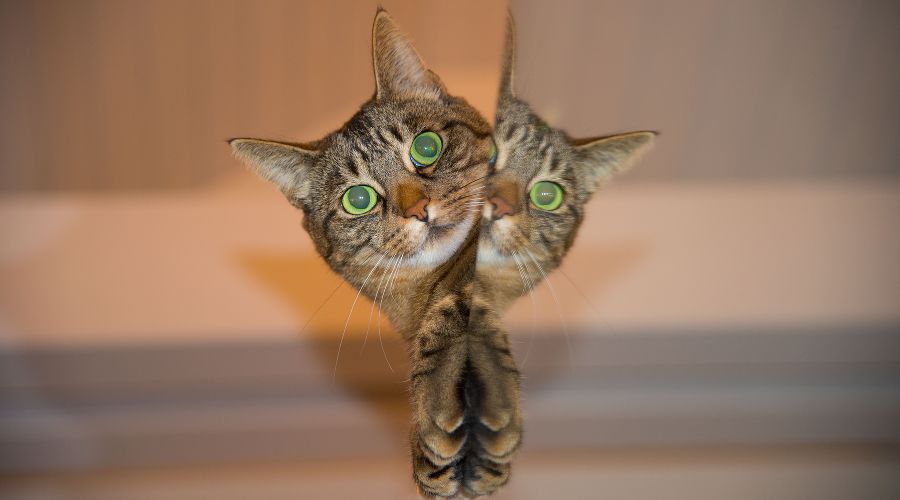 Кошка &copy;&nbsp;Фото с сайта pixabay.com