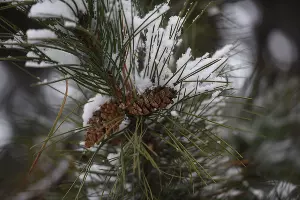 Снег в Краснодаре &copy;&nbsp;Фото Елены Синеок, Юга.ру