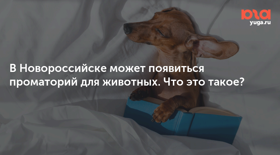 В Новороссийске может появиться проматорий для животных. Что это такое?