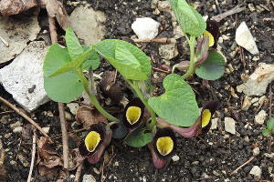 Кирказон Штейпа, Орлиные скалы © Фото пресс-службы Сочинского нацпарка