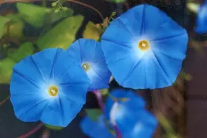 Ипомея трехцветная &copy;&nbsp;E. Russell для Wikipedia.org