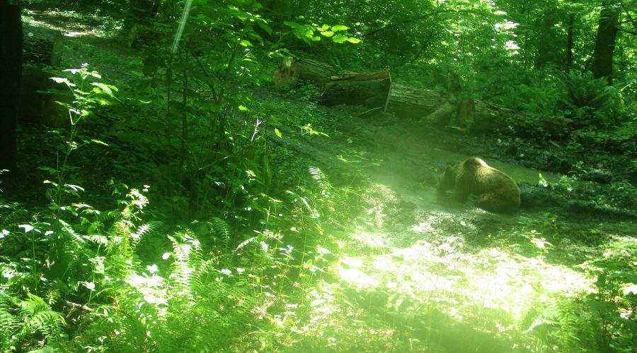  &copy;&nbsp;Фото пресс-службы Сочинского нацпарка