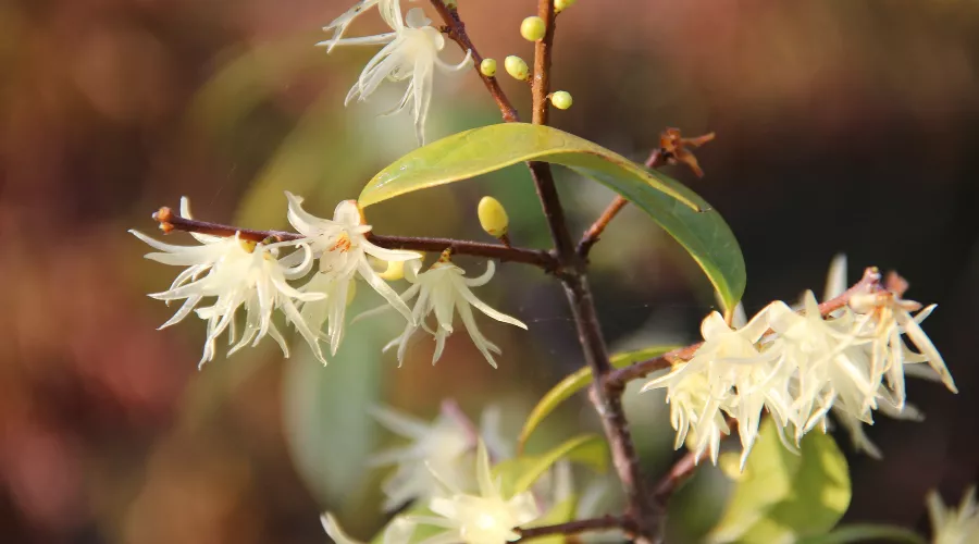  &copy;&nbsp;Фото пресс-службы Сочинского национального парка