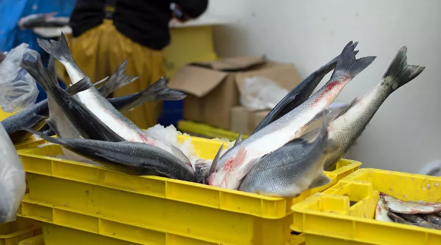  &copy;&nbsp;Фото пользователя Fablegros сайта pixabay.com