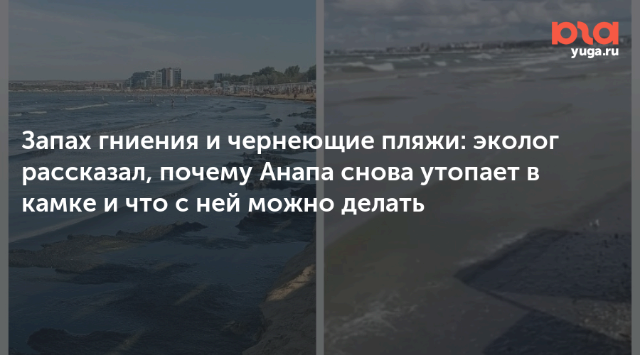 Запах гниения и чернеющие пляжи: эколог рассказал, почему Анапа снова утопает в камке и что с ней можно делать