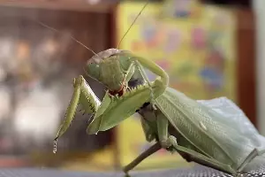  &copy;&nbsp;Фото с сайта &laquo;КП - Кубань&raquo;, www.kuban.kp.ru