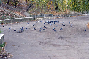 Покровское озеро, ноябрь 2008 года © Фото Дмитрия Пославского, Юга.ру