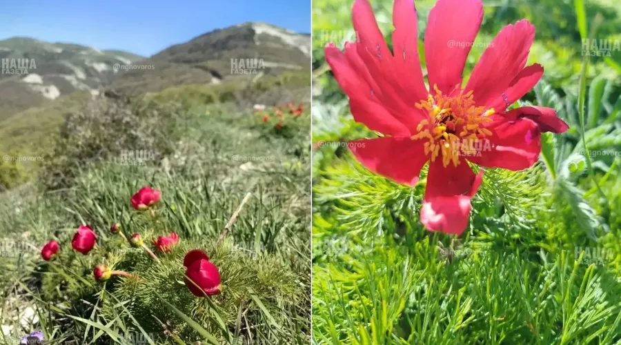  &copy;&nbsp;Коллаж из скриншотов фото из телеграм-канала &laquo;Наша Газета Новороссийск&raquo;