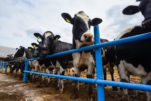  &copy;&nbsp;Фото Елены Синеок, Юга.ру