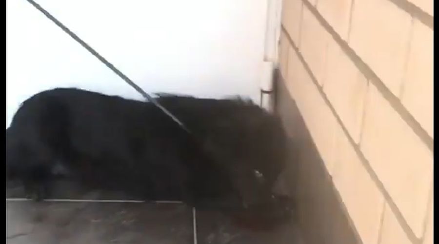  © Скриншот из видео