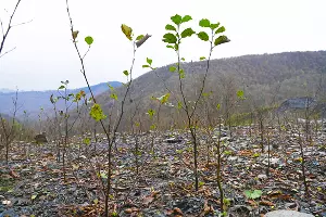 Саженцы черной ольхи на курорте «Роза Хутор» &copy;&nbsp;Фото пресс-службы курорта &laquo;Роза Хутор&raquo;