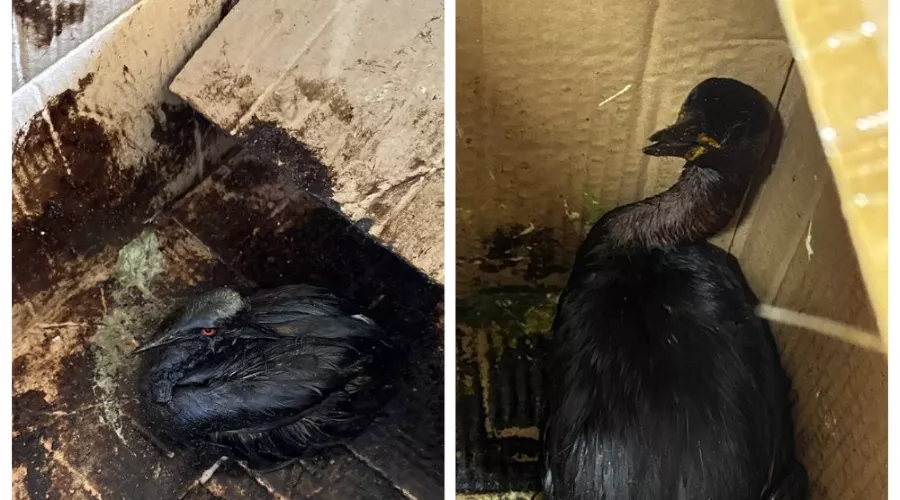  &copy;&nbsp;Скриншот из телеграм-канала реабилитационного центра &laquo;Жемчужная&raquo; https://t.me/zhemchujnaya9/1679