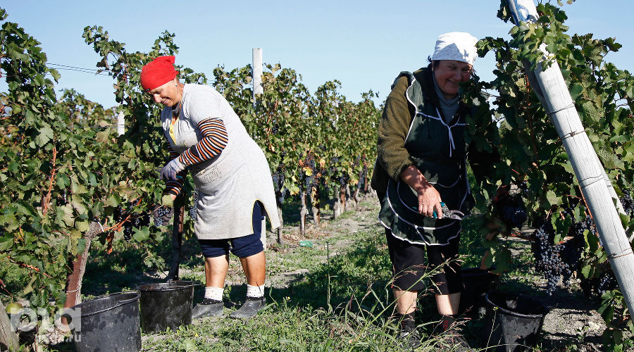 Сбор винограда в Краснодарском крае © Влад Александров, ЮГА.ру