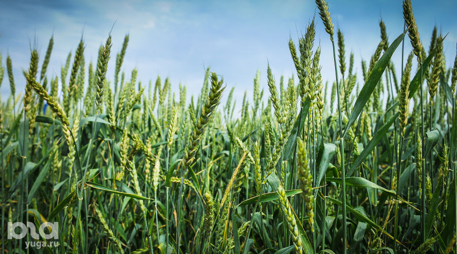  © Фото Елены Синеок, Юга.ру